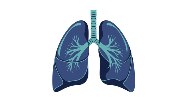 Anatomy Illustration Showcasing The Detailed Structure of Human Respiratory Organs