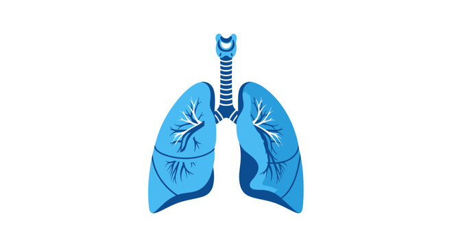 Anatomy Illustration Showcasing The Detailed Structure of Human Respiratory System