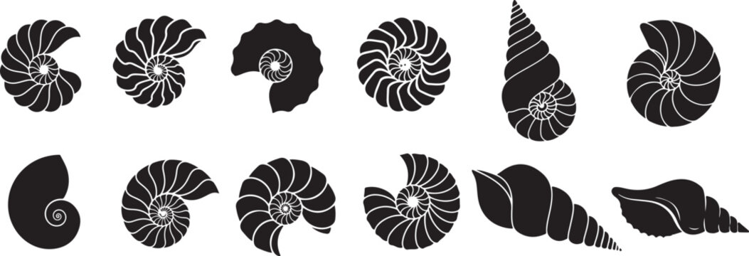 Collection of diverse black seashell silhouettes isolated on a transparent background for graphic design