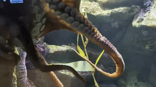Pacific octopus in an aquarium 