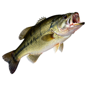 [Transparent Background PNG]Close Up of Largemouth Bass Fish on White Background