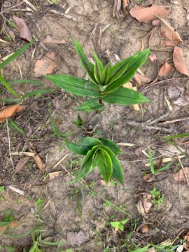 Amomum biflorum Jack is a herbaceous plant in the ginger family. It has creeping rhizomes that grow underground.