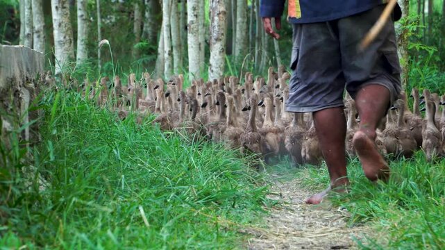 Low angle close up of a farmer herding a flock of brown ducks (Anas platyrhynchos domesticus) through a dense forest in Indonesia, Southeast Asia, guiding the poultry back to their pen.