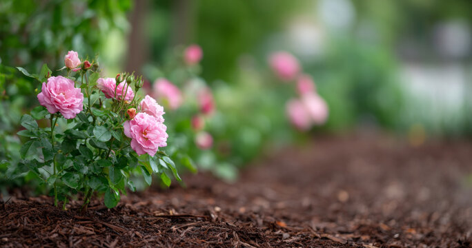 Pink roses blooming in garden bed