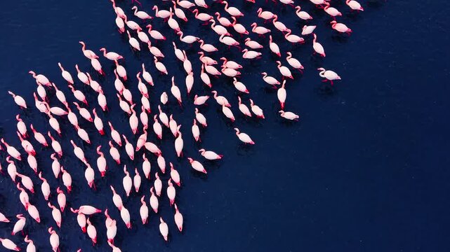 Drone view of flamingo flock swimming in dark blue water creating pattern. High angle shot of pink flamingos moving in water.