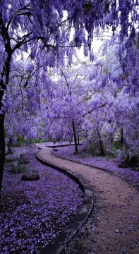 Magical wisteria flower tunnel in full bloom with purple blossoms hanging over a winding stone pathway in a Japanese garden.