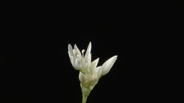 wild garlic flower, Allium ursinum, fiore di aglio orsino, blooming ramsons, full HD footage, spring woodland flower, macro nature video