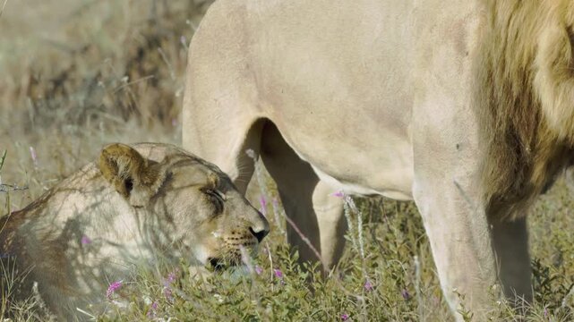 Wild Lions Mating in the Plains of Makgadikgadi Pans Botswana