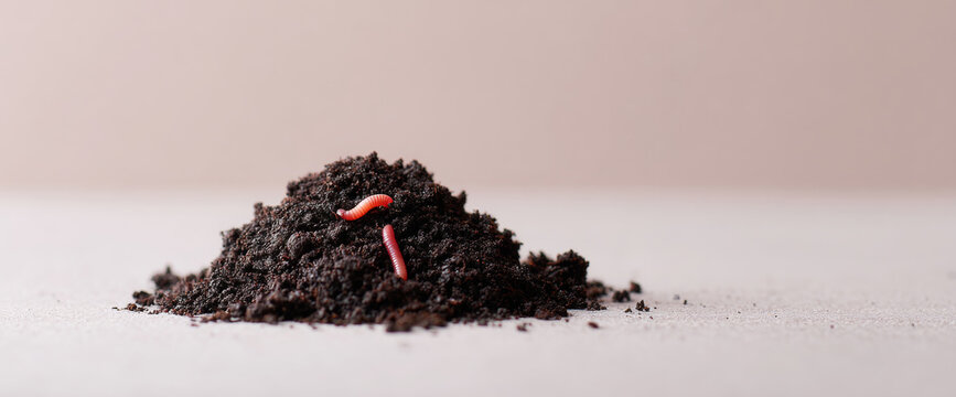 Earthworms in rich soil pile