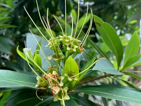 Closeup of Golden Penda (Xanthostemon chrysanthus) with unique green seed pods and glossy leaves, natural light and sharp detail, ideal for tropical, botanical and garden themes.