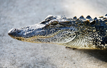 Fototapeta premium Gator