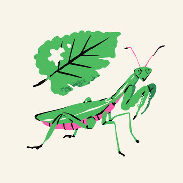 Praying Mantis. Green, pink insect, bug, leaf. Cute little character. Hand drawn trendy Vector illustration. Isolated design element. Sticker, logo, icon, print template