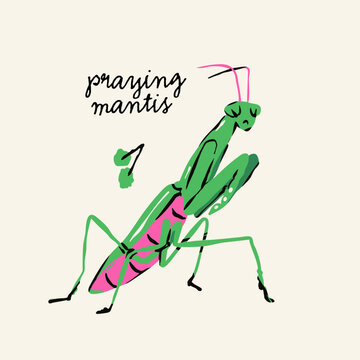 Praying Mantis. Green, pink insect, bug, leaf. Cute little character. Hand drawn trendy Vector illustration. Isolated design element. Sticker, logo, icon, print template