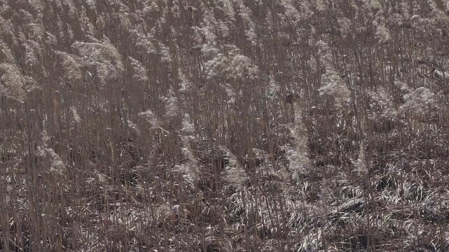 brown withered reed moving in wind background video