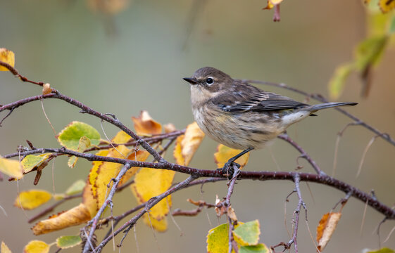 Cape may warbler (Dendroica tigrina)1st winter female, Prince's Island Park, Calgary, Alberta, Canada