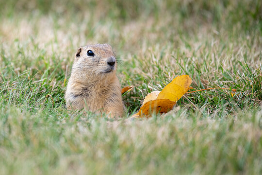 Richardson&rsquo;s ground squirrel (Urocitellus richardsonii), Inglewood Bird Sanctuary, Calgary, Alberta, Canada