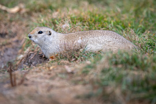 Richardson&rsquo;s ground squirrel (Urocitellus richardsonii), Inglewood Bird Sanctuary, Calgary, Alberta, Canada