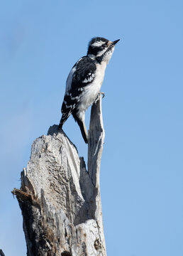 Downy Woodpecker (Picoides pubescens), Princes Island Park, Calgary, Alberta, Canada