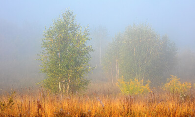 Brzozowy Młodniak  © Wojciech Lisiński