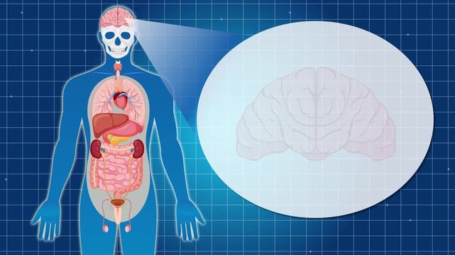 Human body animation showing internal organs with magnified view of brain, medical educational concept dynamic motion graphic video.