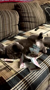 A gray Russian Blue cat plays with Ukrainian money.