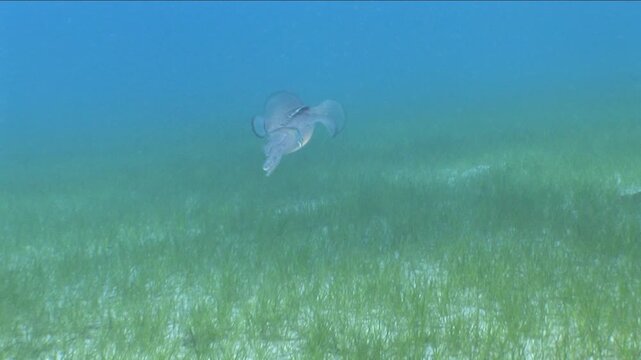 squid  underwater  calamari drifting and swimming underwater close and slow ocean scenery animal cephalopod : Decapodiformes sepioteuthis lessoniana