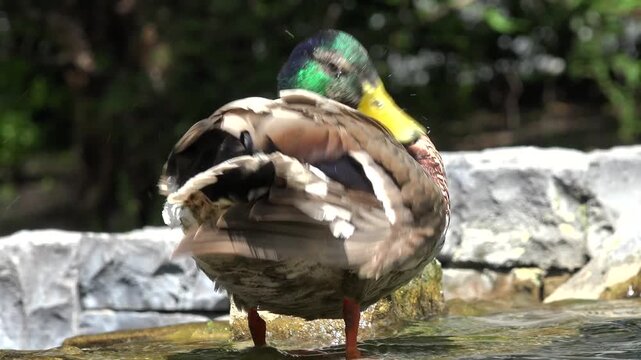 Duck Swimming on a Lake, Pond, Water in Park in London, Wild Bird