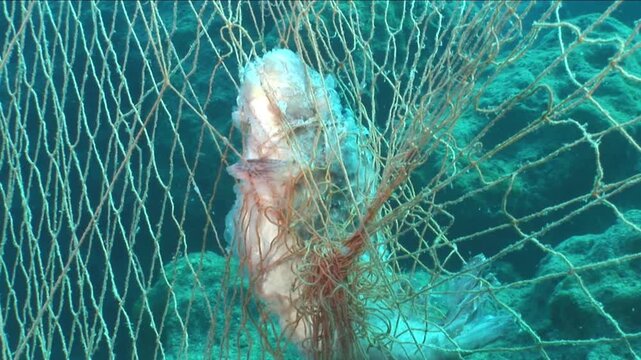  fish in net underwater ghost fishing old fish net catch fish  fishnet ocean pollution driftnets 