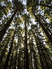 Fototapeta premium Tall Forest Trees Reaching Toward Bright Sky Canopy