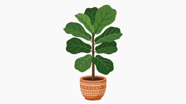 Potted fiddle leaf fig plant with large green leaves in a decorative terracotta