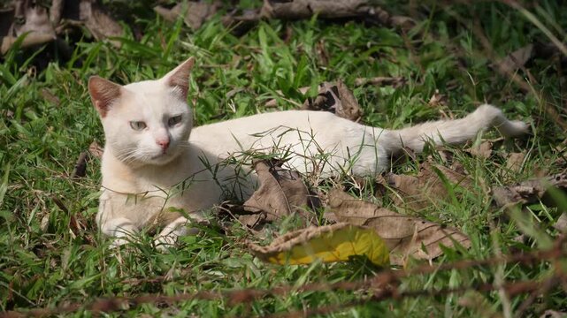 white cat resting