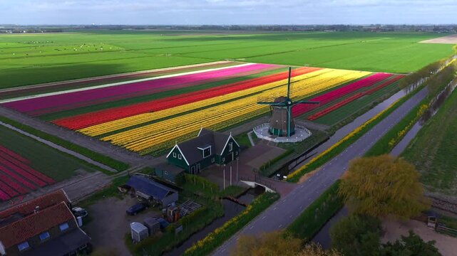 Aerial view of De Nachtegaal windmill standing beside vibrant rows of colorful tulip fields and a traditional farmhouse in Middenbeemster, Noord-Holland, Netherlands.