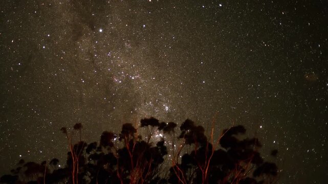 Time lapse of milky way galaxy above silhouette eucalyptus trees at night with bright stars and distant planets.