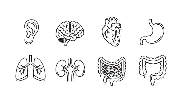 Brain ear heart stomach and intestine doodle set with thin line medical anatomy icons for education and design