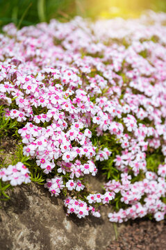 Delicate nature scene with colorful pink phlox blossoms covering garden rock
