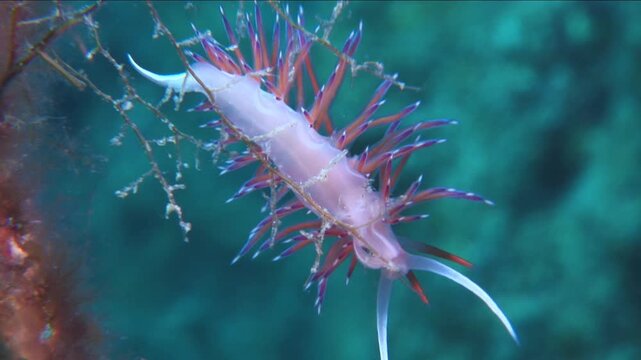 nudibranch underwater flabellina  nudi close up ocean scenery on hydra 