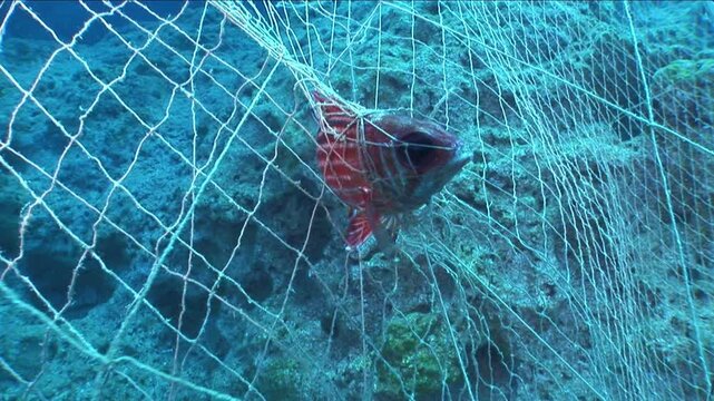 fish in net underwater ghost fishing old fish net catch fish  fishnet ocean pollution driftnets 