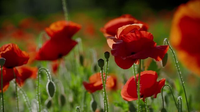Blooming red poppies in summer field
