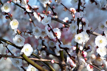 一面の梅の花の写真。 © moe