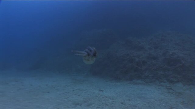 octopus fish underwater swim in middle water blue ocean scenery of wildlife