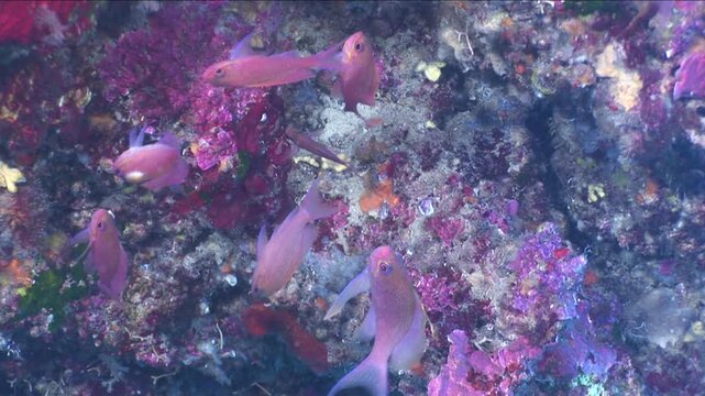 anthias fish underwater pink color blue water and sponges underwater ocean scenery  cave enterance