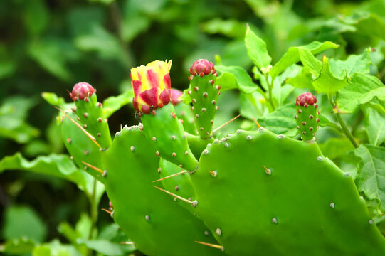 A cactus of the genus Opuntia, known as prickly pear, nopal, or Indian fig. It is characterized by its flattened, oval branches with small yellow or reddish flower buds. It is considered a superfood.