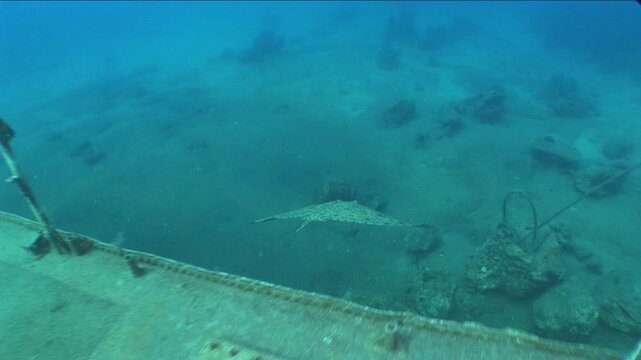 big gymnura stingray ray fish underwater swim on sand elegant and graceful ocean scenery 