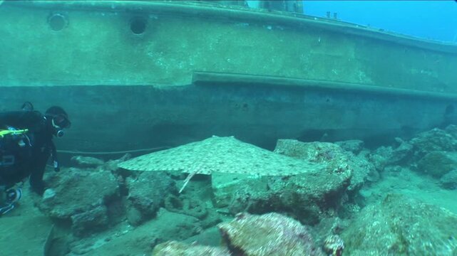 big gymnura stingray ray fish underwater swim on sand elegant and graceful ocean scenery 