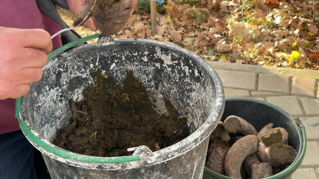 Farmer is manually packing fresh manure into cow horns to prepare Biodynamic Preparation 500