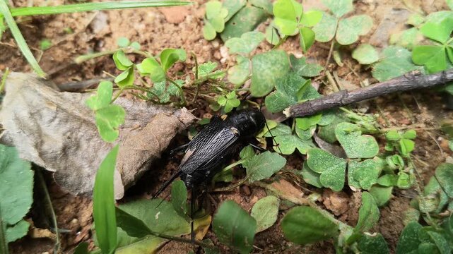 Gryllus bimaculatus. It&nbsp;is a species of&nbsp;cricket&nbsp;in the subfamily&nbsp;Gryllinae. Most commonly known as the&nbsp;two spotted cricket. This is the primary food source for insectivorous animals.
