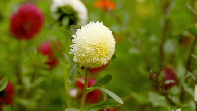 White pompon aster flower blooming in the summer garden on a blurred natural background.