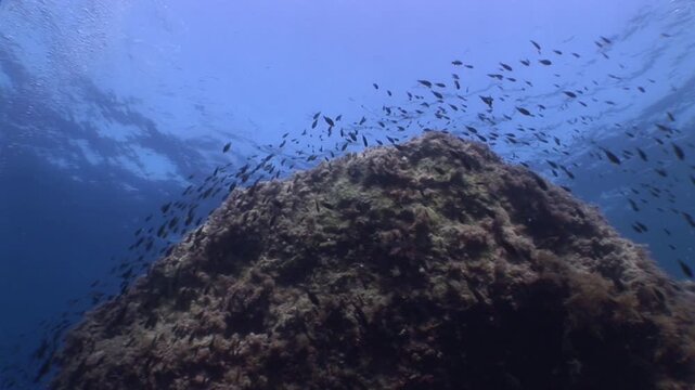 underwater scenery blue water damsel fish school ocean scenery mediterranean