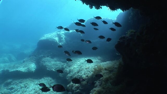 underwater fish scenery from mediterranean  sea breams ocean scenery underwater landscape seabreams  Diplodus sargus 