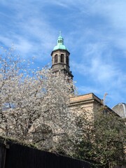 Fototapeta premium The steeple of an Edinburgh church framed by blooming trees against a clear blue sky, showcasing beauty and architecture in spring.